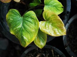 variegated plant in pot decorate house photo