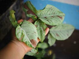 jaspeado planta en maceta Decorar casa foto