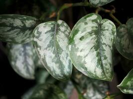 scindapsus pictus exótico plata podría y plata chapoteo leafe con corazón foto