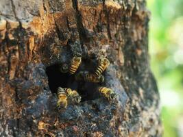 honey bee worker with nature wooden hold photo
