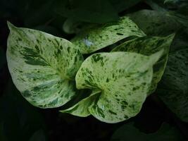 variegated plant in pot decorate house photo