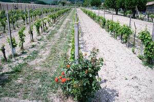 algunos hermosa rojo rosas en un viñedo en el piamontés langhe de vacastigliole d'asti, en mayo 2023 foto