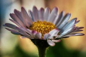 the daisy flower in a photographic sctto with blurred background and hdr technique photo