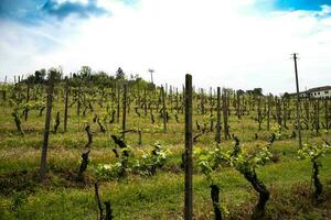 hermosa viñedos en costigliole d'asti, en el piamontés langhe en un primavera día en 2023 foto