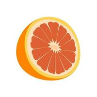 vector illustration of a grapefruit. Lines art tropical fruit, doodle realistic