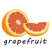 vector illustration of a grapefruit. Lines art tropical fruit, doodle realistic