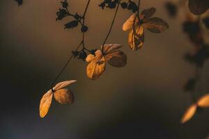 delicate forgotten brown flowers in a dark autumn garden photo