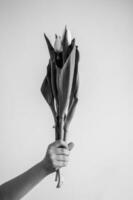 spring white tulip flower with green leaves kept in a child's hand on a smooth background photo