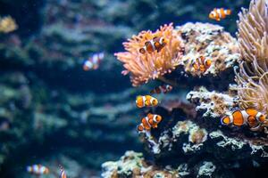 colorful reef fish in the natural ocean environment at the zoo aquarium photo