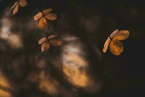 delicate forgotten brown flowers in a dark autumn garden photo