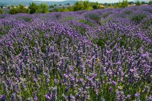 fragrant lavender growing on the Turkish field in the hot summer July sun photo