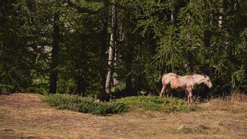 cheval pâturage herbe dans alpin italien Région video