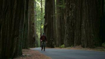 redwood skog spår backpacking video
