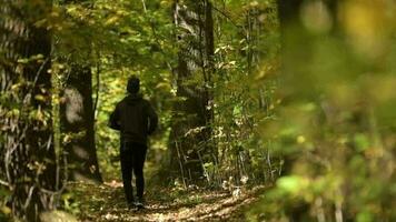 lento movimiento imágenes de corriendo hombres en el bosque. escénico otoño comienzo del sendero video