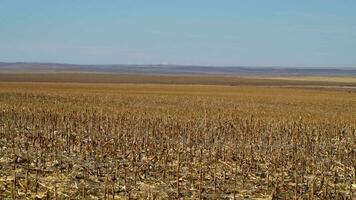 Colorado campagne terres agricoles pendant en retard automne. rocheux montagnes sur le horizon. video