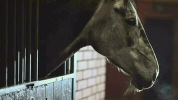 Equestrian Facility. Cold Winter Time in the Barn. Mature Horse in a Stable. video