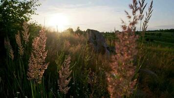 torr melinis minutiflora, de äng melass gräs i fält på kväll sommar ljus video