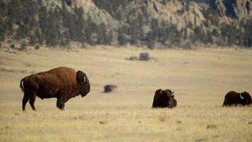 Colorado Bison Herde auf das Wiese in der Nähe von Fair Play, Colorado, vereinigt Zustände von Amerika video