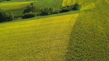 Birds Eye View Of Rural Farmland With Variety Of Green And Yellow Crops In Early Summer. video