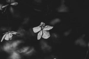 delicate forgotten brown flowers in a dark autumn garden photo