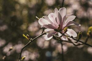 delicado grande brillante magnolia flores en un primavera árbol en el calentar Brillo Solar foto