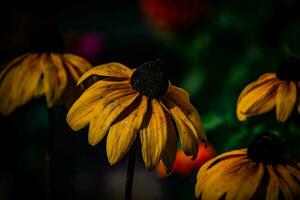 amarillo flores en el jardín en el calentar verano sol, foto