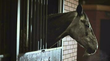 Pferdesport Einrichtung. jung Pferd warten seine Inhaber im ein Kasten. Tiere Thema. video