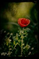 red delicate summer poppy on green meadow background photo