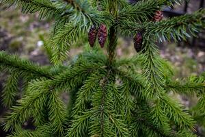 green background with conifer branches outside in the park photo