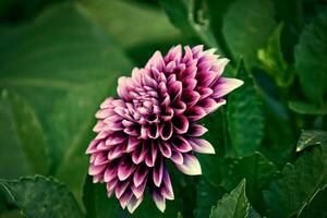 original púrpura flores ellos dio creciente en un verano día en un jardín entre verde hojas foto