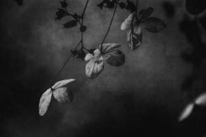 delicado olvidado marrón flores en un oscuro otoño jardín foto