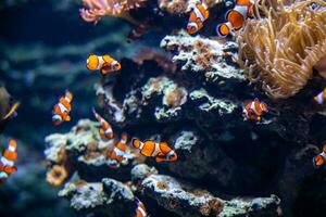 vistoso arrecife pescado en el natural Oceano ambiente a el zoo acuario foto