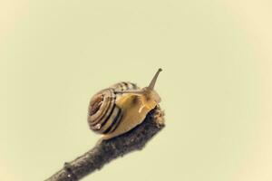 pequeño beige caracol con un cáscara alpinismo en un palo en un ligero crema antecedentes foto