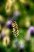 autumn golden grass in the warm rays of the afternoon sun photo