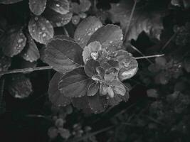 hermosa verano planta con gotas de lluvia en el hojas monocromo foto