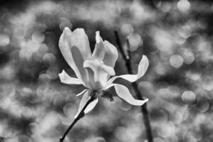delicate magnolia flowers on a tree branch in a sunny spring garden photo
