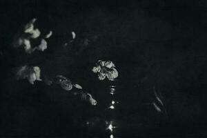 white apple blossom on a black background in the bright spring sun photo