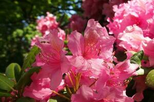 red rhododendron in the summer warm sun in a green garden photo