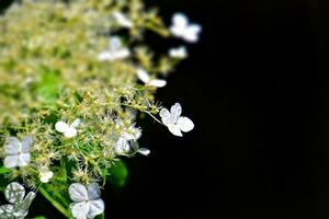 spring bush with white flowers blooming in close-up in the hot rays of the sun photo