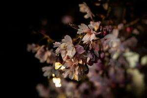 spring tree with delicate pink flowers on a black background photo