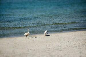 landscape of the blue Baltic sea in Poland and the beach on a sunny warm day photo