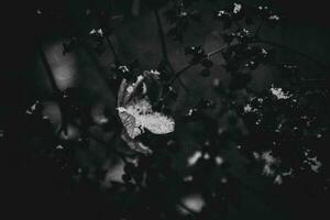 un marchito delicado flor en el jardín en un frío escarchado día durante que cae blanco nieve foto