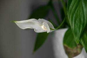 ome flower in a white pot cleansing the air on the shelf in close-up photo