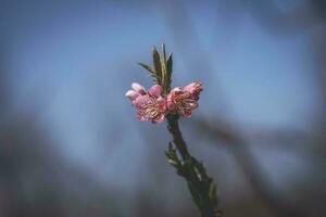 branch of tree with white spring pink flowers on a warm sunny day in close-up photo