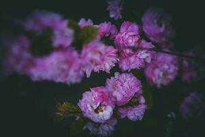 purple, flower, bush, summer, evening, warm sun photo