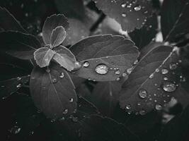 hermosa verano planta con gotas de lluvia en el hojas monocromo foto