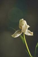 white spring tulip flower with green leaves on dark background photo