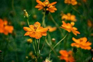 orange flowers in the summer green garden on a sunny day photo