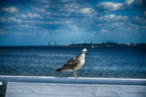 wild bird seagull sitting on a white wooden bench against the backdrop of the Baltic Sea on a sunny day, photo