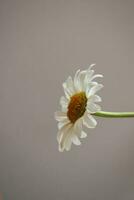 small original delicate free field flowers camomile on a light background photo